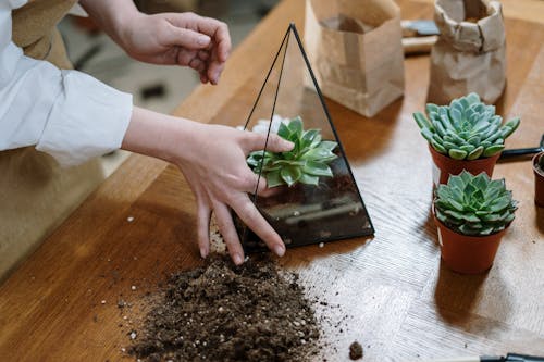 Ilmainen kuvapankkikuva tunnisteilla florarium, huonekasvi, juomalasi