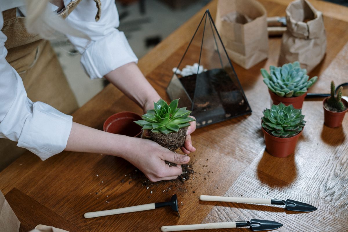Outils de jardinage et plante livrée