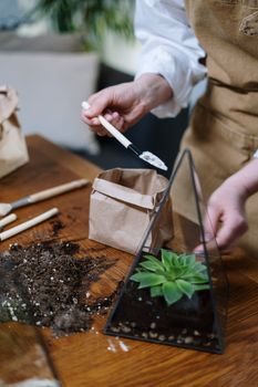 在室内的三角形玻璃容器中，双手排列着多肉植物