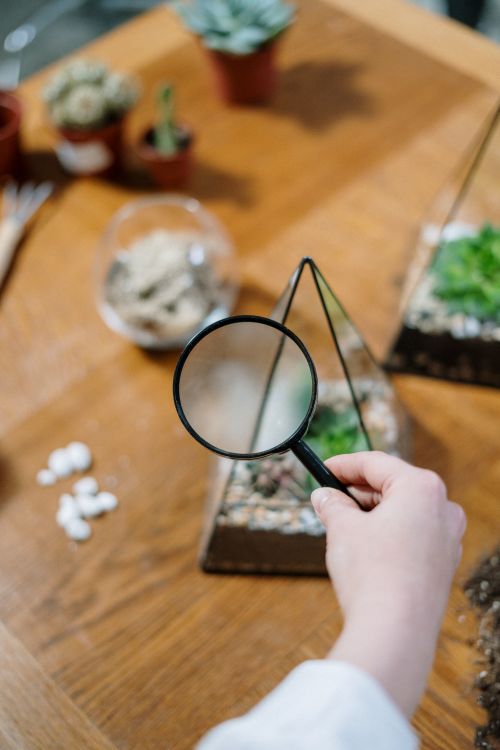 Free A close-up of a person examining terrarium plants using a magnifying glass. Stock Photo