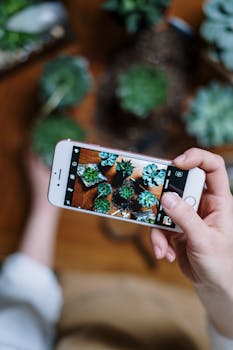 用智能手机拍摄室内多肉植物的特写，展现家庭园艺
