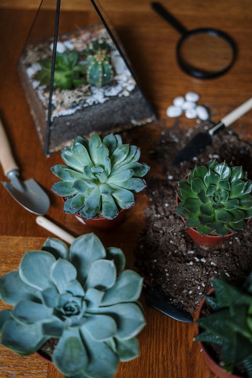 FrGreen Succulent Plant on Brown Wooden Table