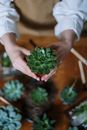 双手持绿色多肉植物的特写，周围环绕着园艺工具和室内其他多肉植物
