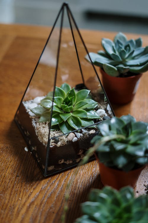 Green Succulent Plant on Brown Clay Pot