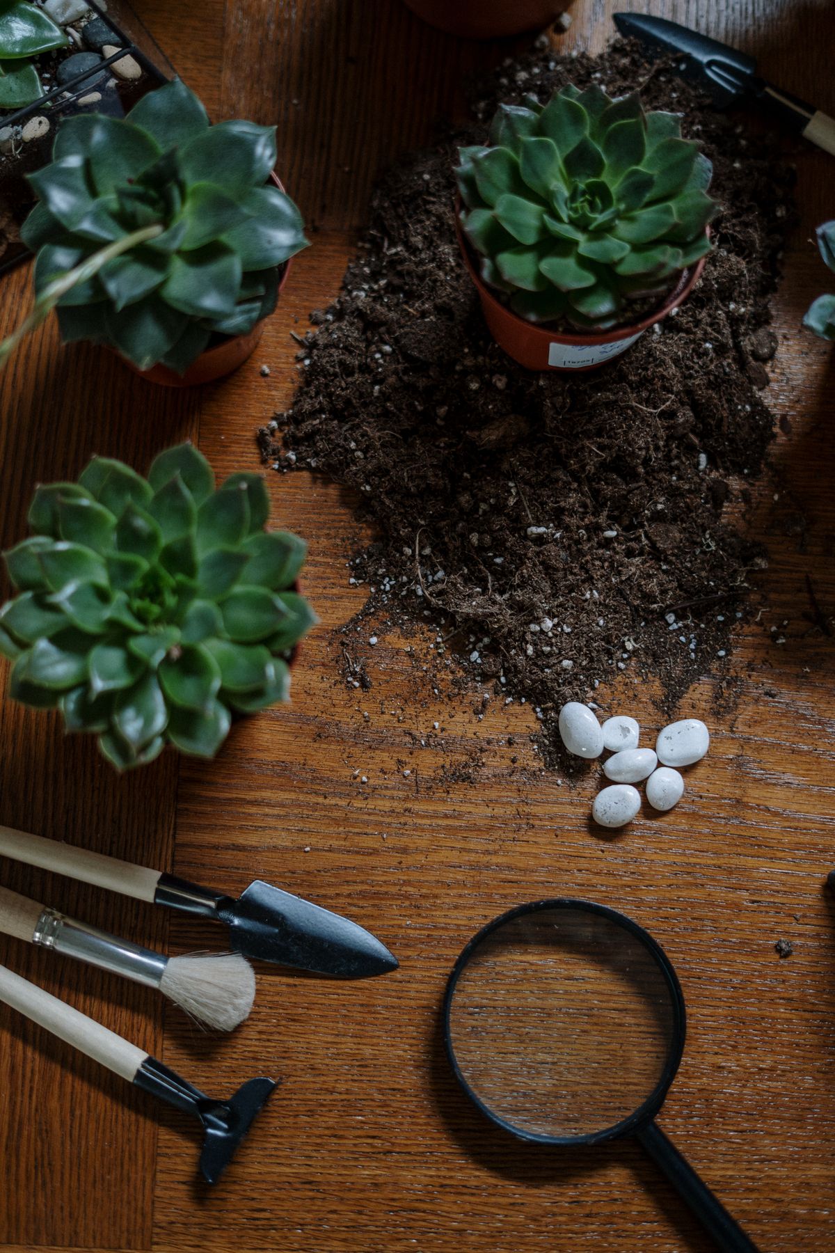 Succulent toolkit with potting mat