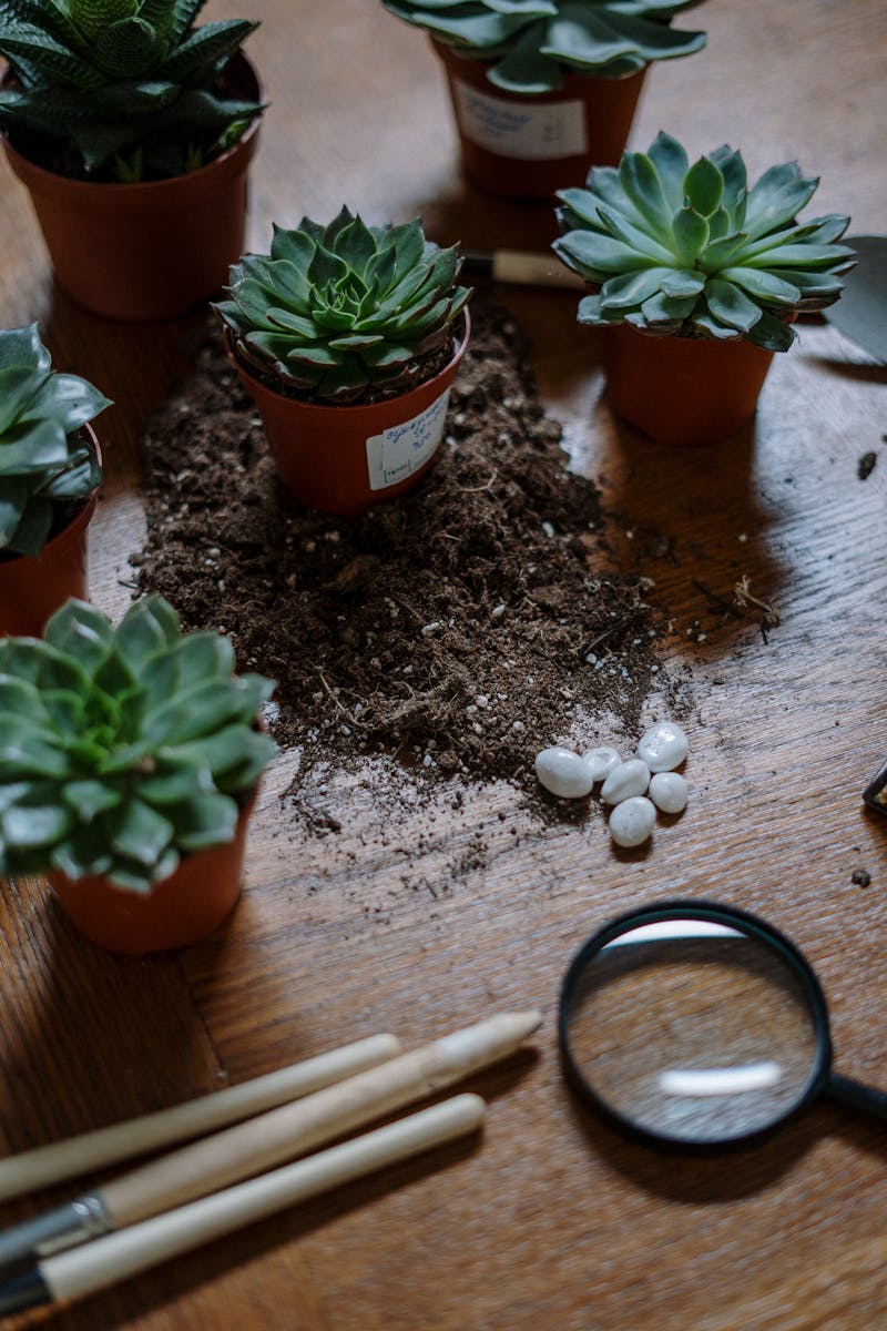 Succulent planted in well-draining soil mix