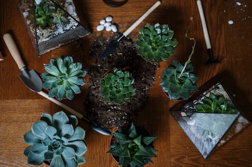 Green Succulent Plant on Brown Wooden Table
