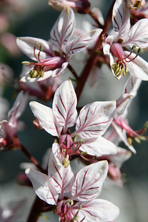 Delicate fresh fraxinella flowers growing on branch on blurred background in sunny day