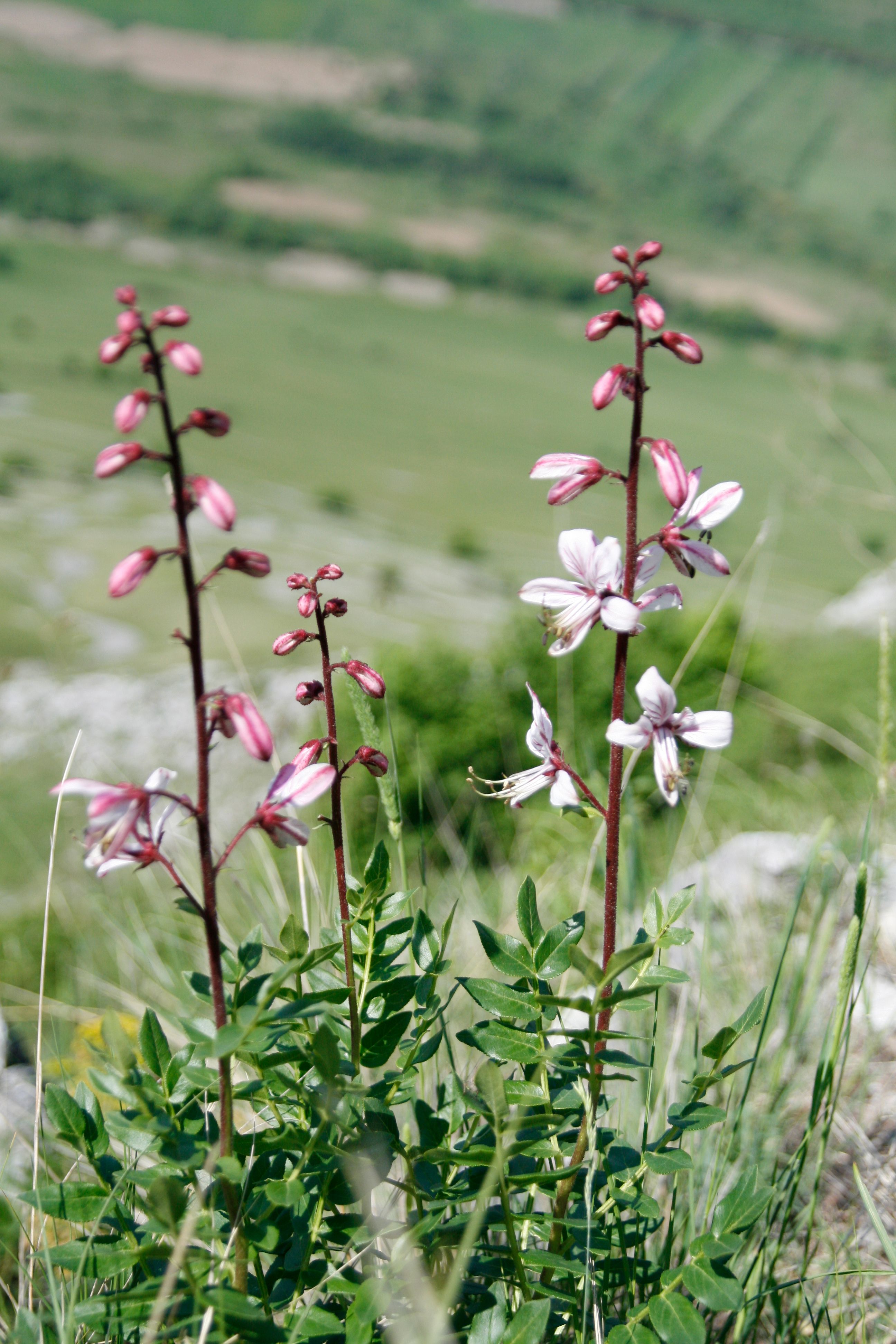 Fresh blooming fraxinella flowers growing on grass near green field in sunny summer day