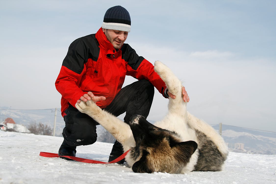 Ground level of happy male in outerwear playing with big fluffy dog on snowy terrain in winter time