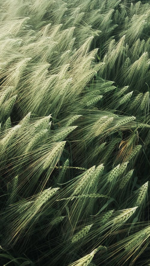 Free Green Wheat Field on a Windy Day  Stock Photo