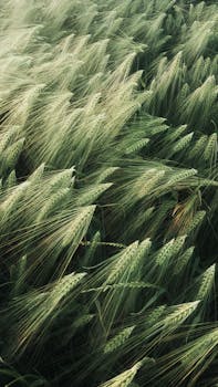 Stunning high-angle view of a wheat field in Trie-la-Ville, capturing nature's beauty.