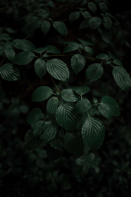 Foto profissional grátis de ecológico, escuro, folhas