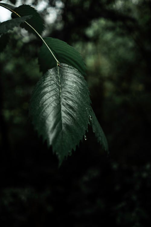 Green Leave After the Rain