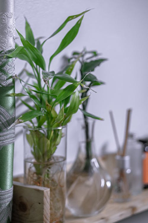 Vase with tender green plant twigs on shelf