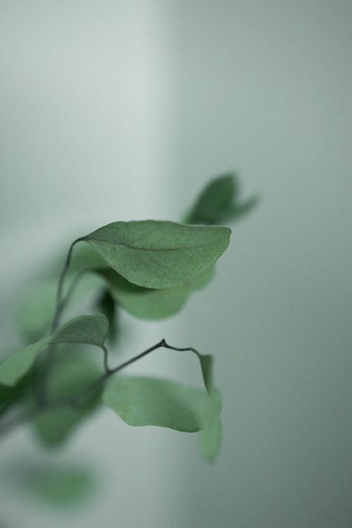 Fragile green plant leaves on thin twigs growing against plain white wall in light room