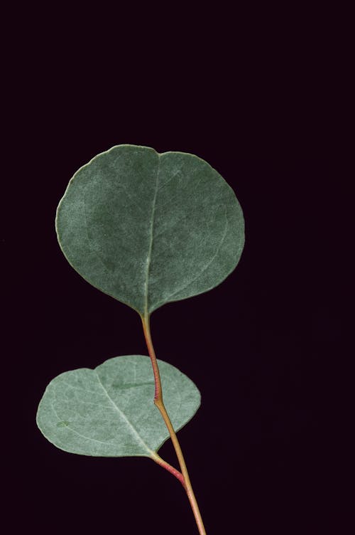 Tender plant twig with leaves against black wall