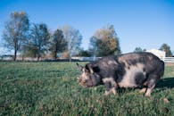 Big pig grazing on grassy pasture