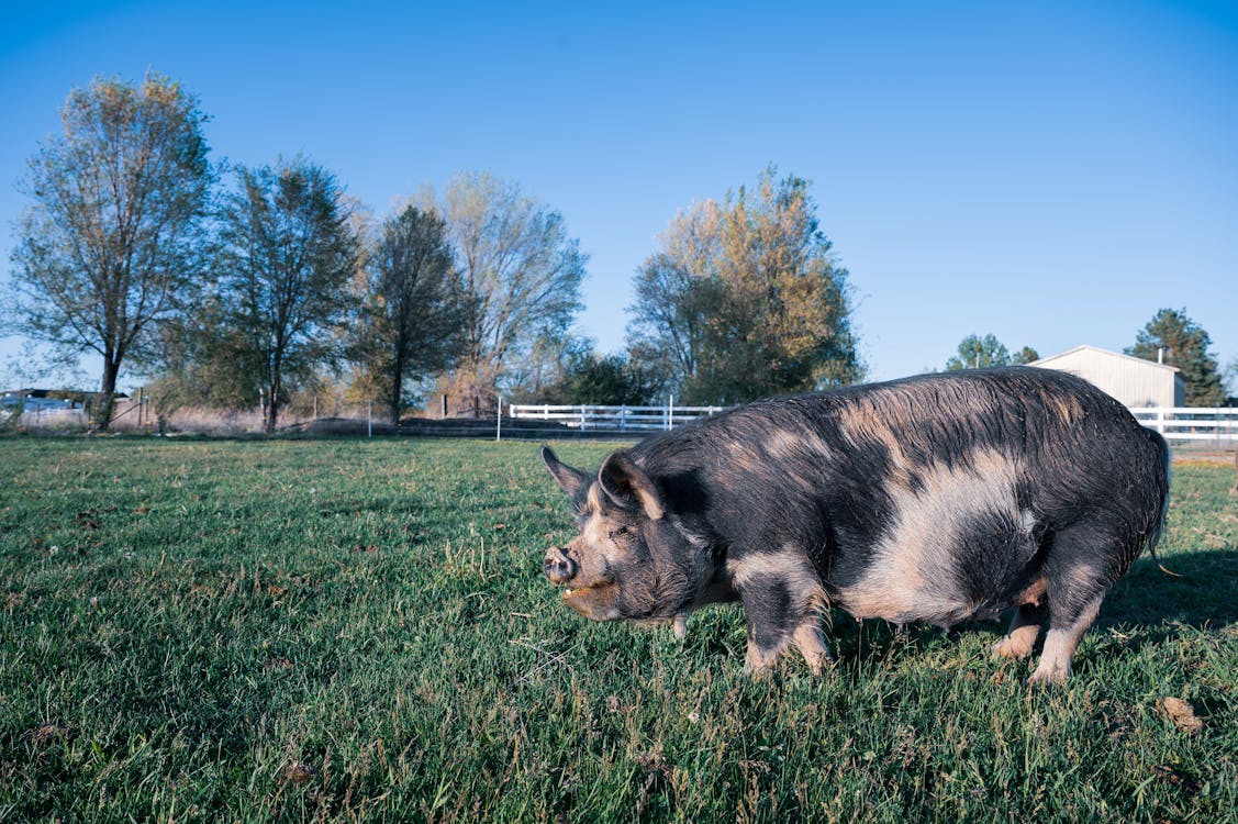 Big pig grazing on grassy pasture · Free Stock Photo