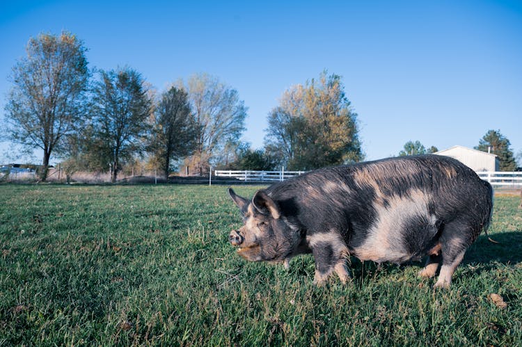 Big Pig Grazing On Grassy Pasture