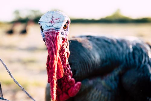 Free Young domestic turkey cock with long red snood standing on sunny ground in ranch and looking at camera Stock Photo