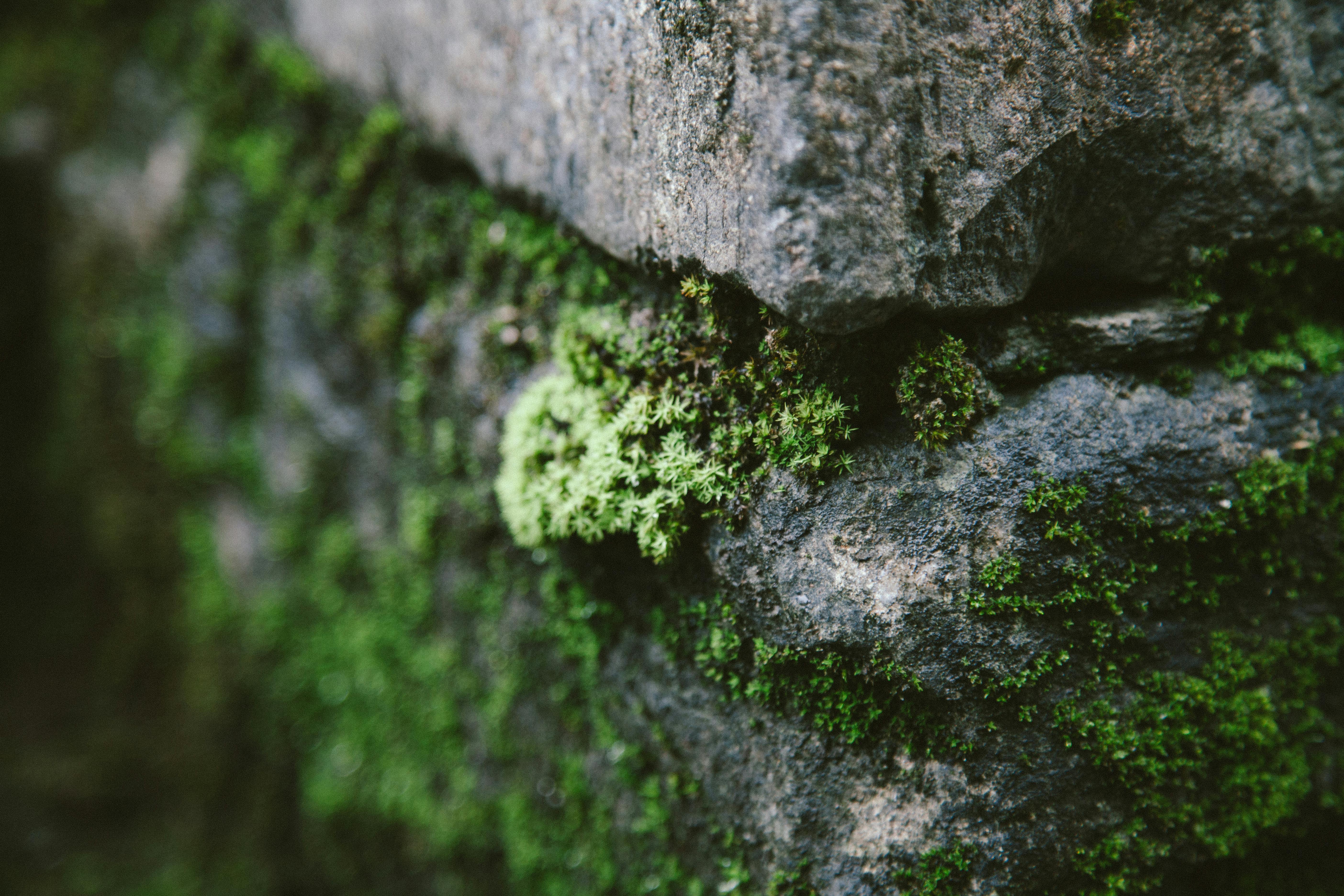 Green moss growing on big rocks · Free Stock Photo