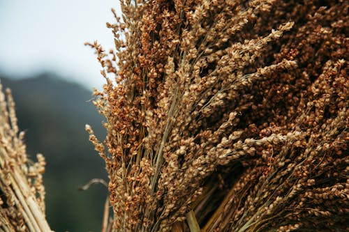 Dry cereal spikelets in sunny countryside