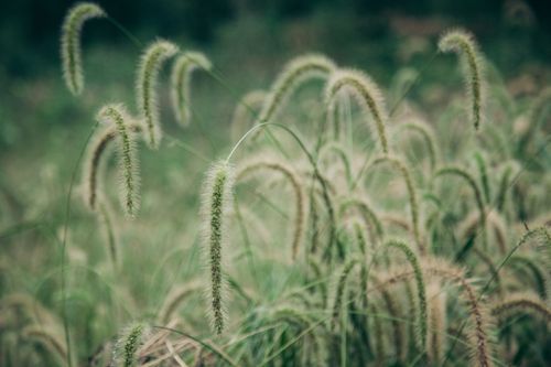 Free Detailed close-up of Setaria grass in a lush green field, showcasing nature's resilience. Stock Photo