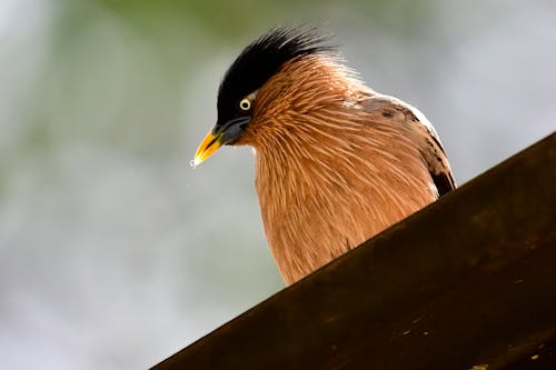 Close-Up Photo of Bird