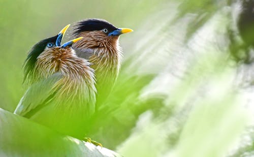 Photo of Birds Perched on Tree Branch