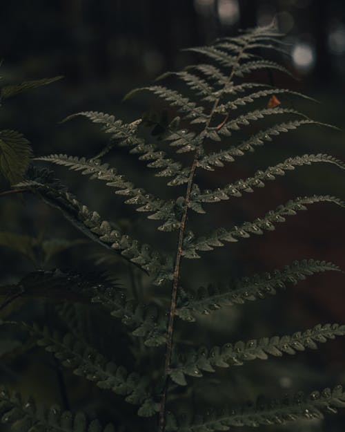 Closeup of delicate fresh green fern tree leaf growing in dark forest against blurred background