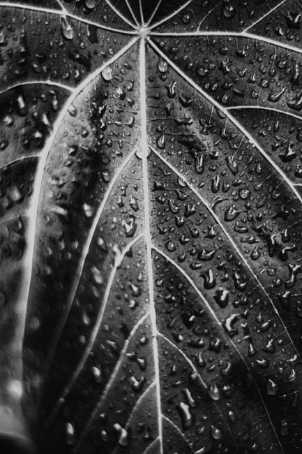 Close-up of a leaf with water droplets in black and white, highlighting natural textures.