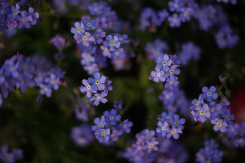 Free stock photo of beautiful flower, blue, blue flower