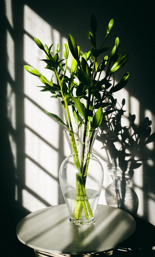 Free Green Plant in Clear Glass Vase Stock Photo