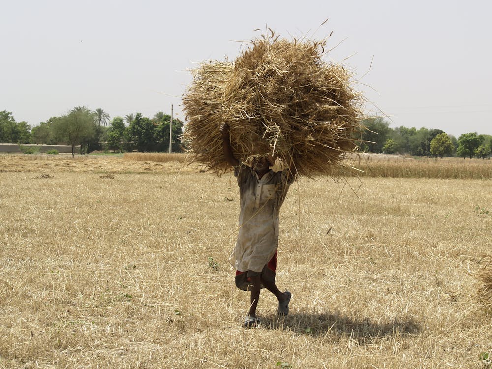 Photo of Man Carrying Hay Bale While Walking on Hayfield