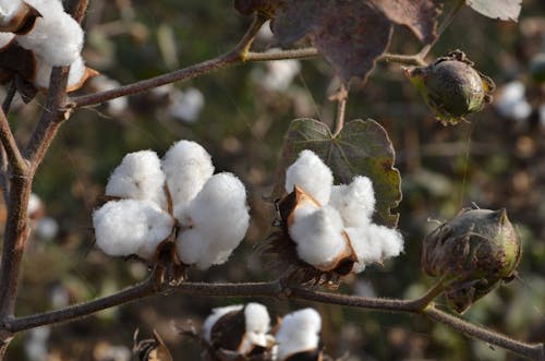 Free stock photo of cotton, cotton flower