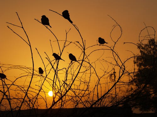 Free stock photo of beautiful morning, sun rise