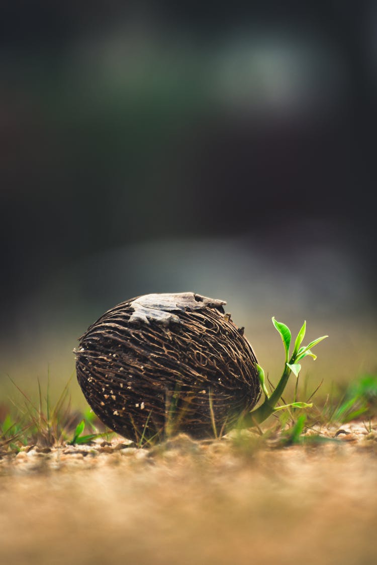 Seed Of Cerbera Odollam Tree On Ground In Park