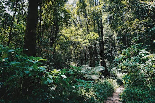 Fotos de stock gratuitas de al aire libre, arboles, bosque