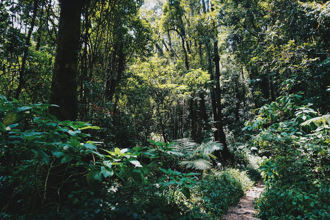Безкоштовне стокове фото на тему «дерева, джунглі, заводи»