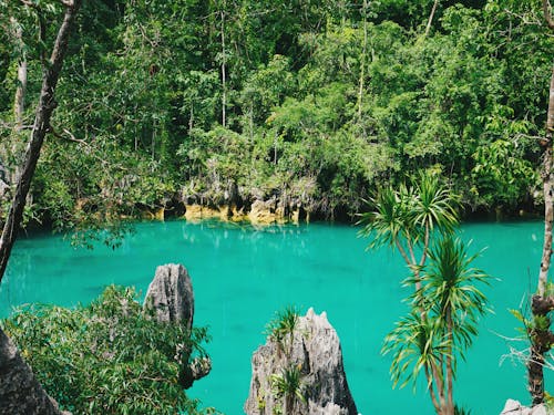 Free View of a Trees and Lake  Stock Photo