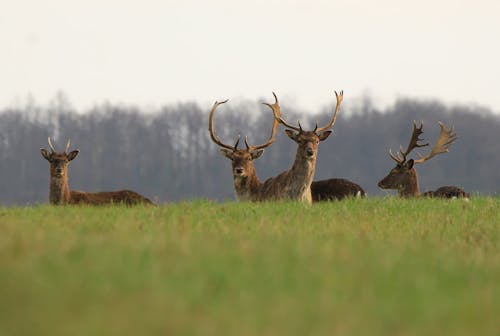Free stock photo of antlers, deer, fallow deer