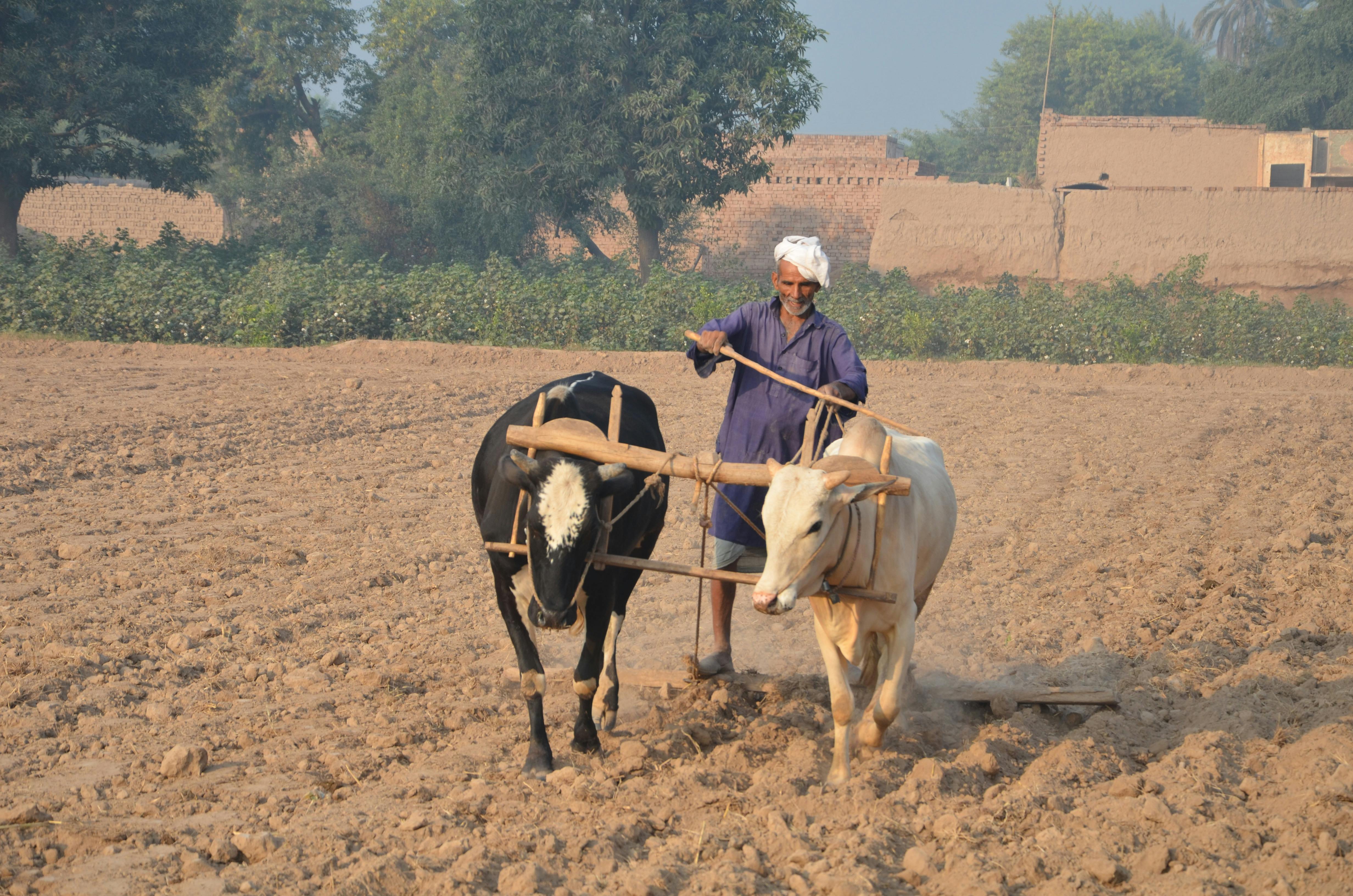Free stock photo of animal farming, farmer