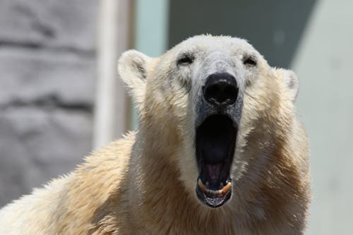 Polar Bear Howling to the Camera
