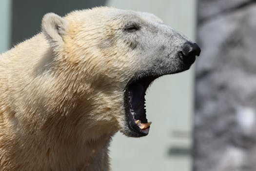 Close-up of a yawning polar bear captured at København Zoo.