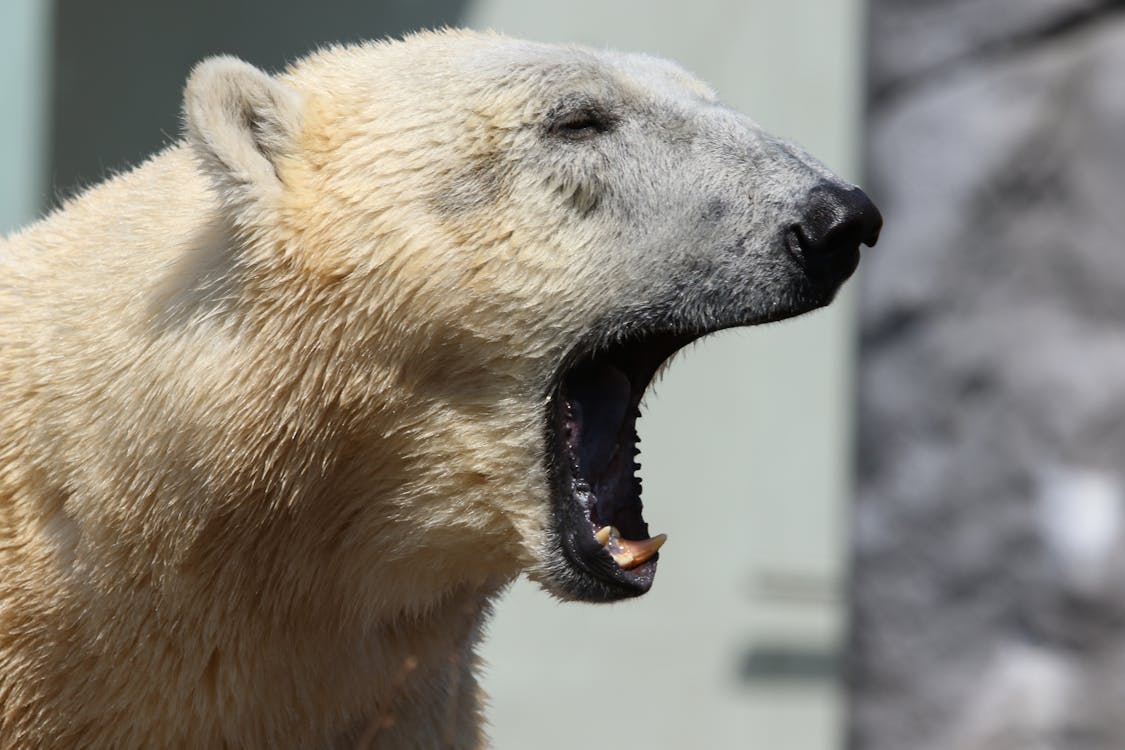 Selective Focus Photography of White Polar Bear Opening Mouth