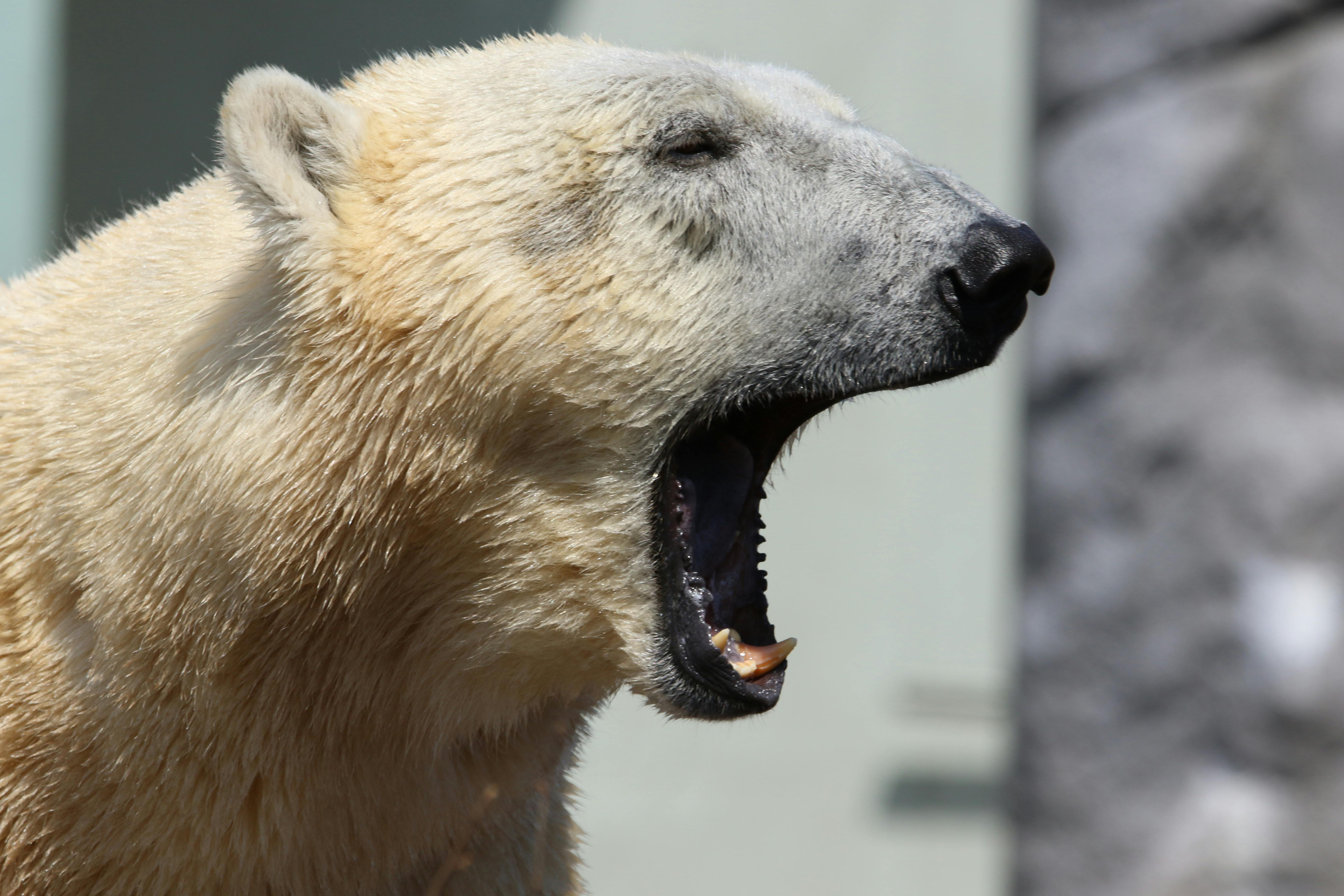 Polar Bear Open Mouth