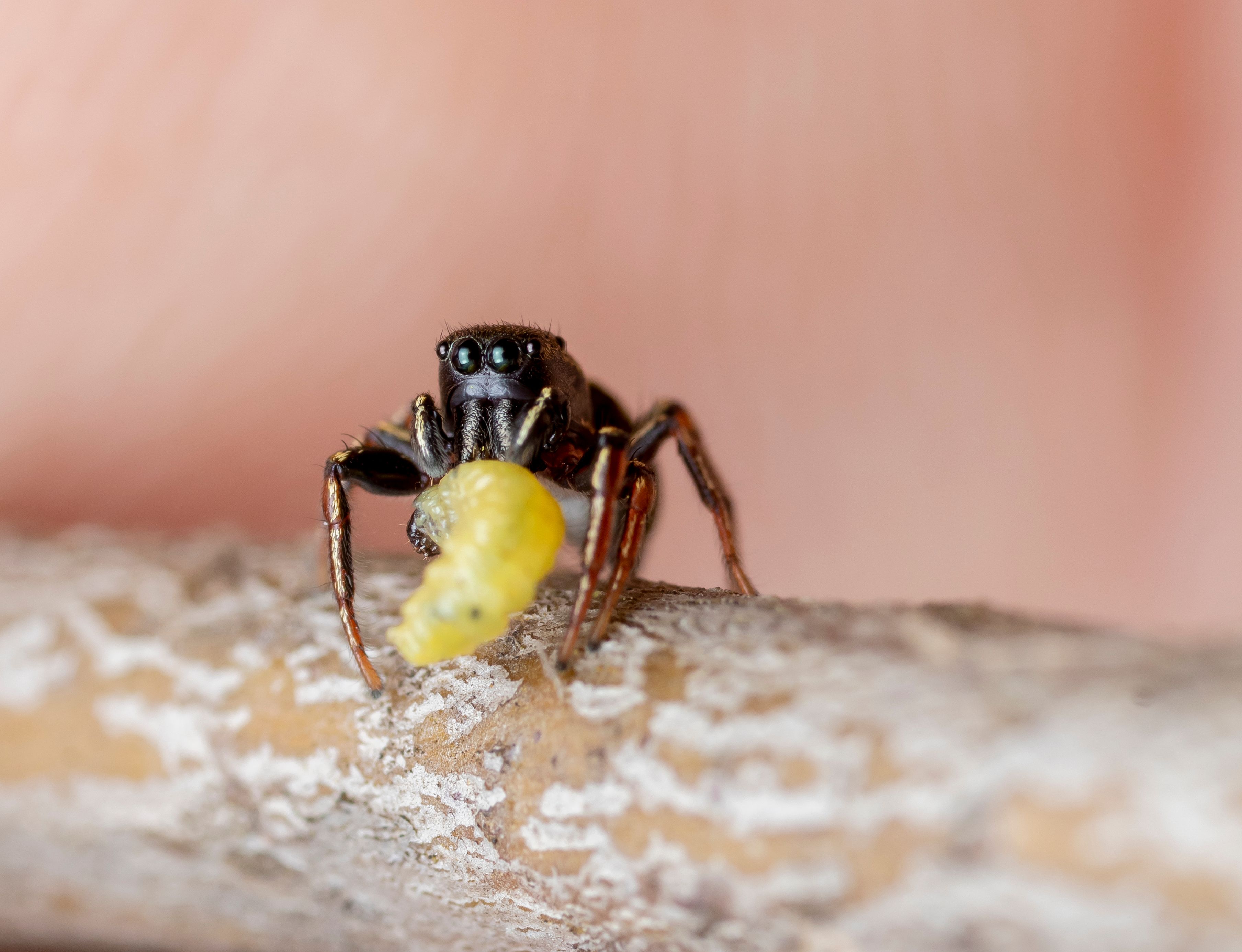 Close-up of a jumping spider consuming an insect in a natural setting.