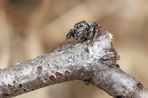 Close-Up Photo of Spider on Tree Branch