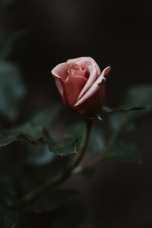 Close-Up Photo of Pink Rose